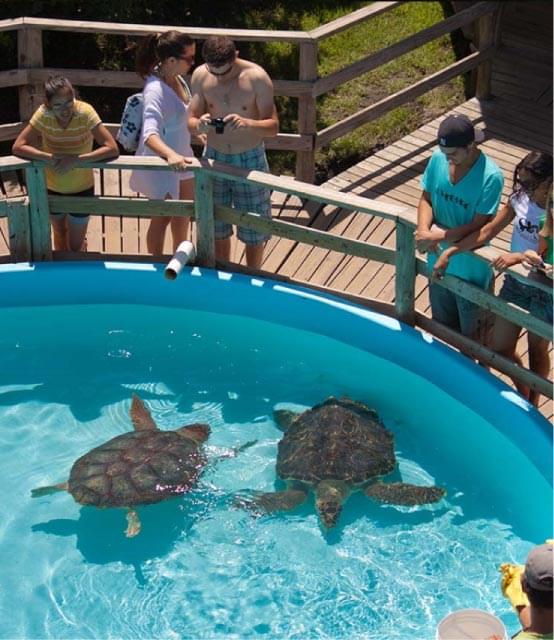 Visita Projeto Tamar e Vivência em Trilhas em Florianópolis SC
