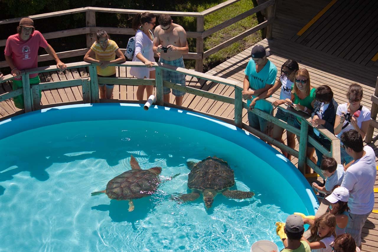 Visita Projeto Tamar e Vivência em Trilhas em Florianópolis SC